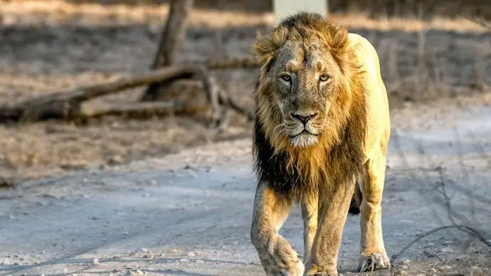 Lion attack kills 12-year-old boy on Girnar Hill in Gujarat