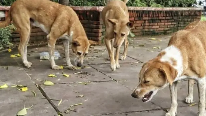 Maharashtra bans stray dog release near schools, hospitals