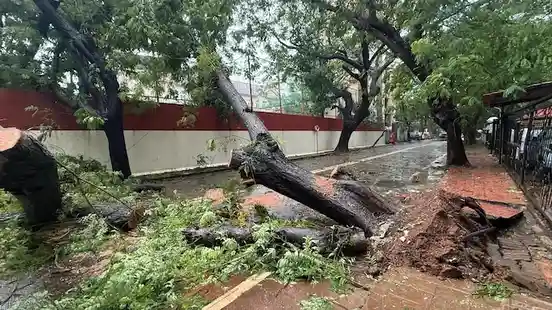 Mumbai Sees 523 Tree Falls in 24 Hours Amid Heavy Rain and Strong Winds